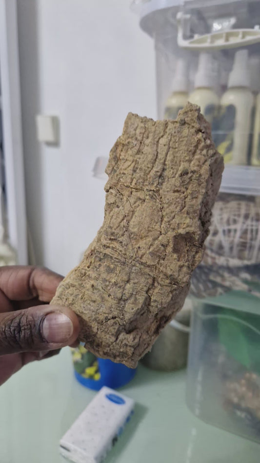 Écorce Alindake , bois bandé tropical ou Yirifarani